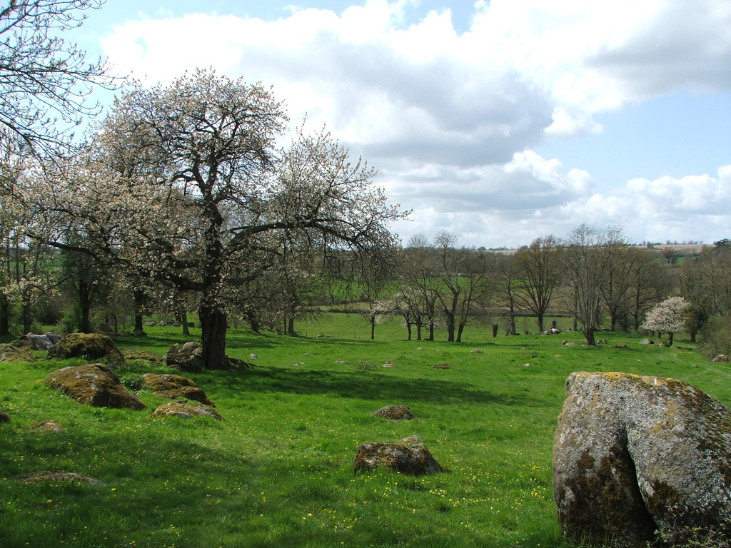 Paysage de bocage au printemps avec ces chirons