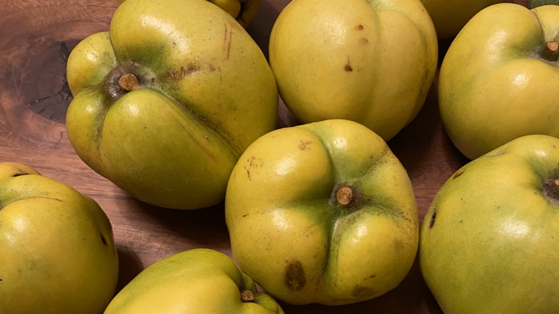 QUITTE - DER GOLDENE APFEL!