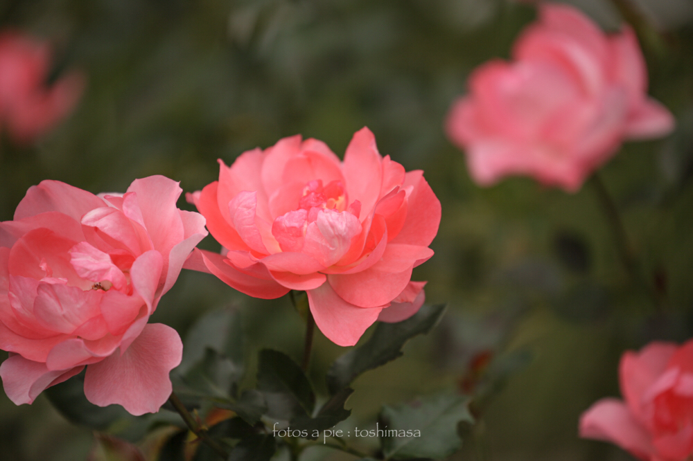 CanonEOS5Dmk2 CanonEF70-300mmF4-5.6L iso100 300mm f5.6 1/500 M