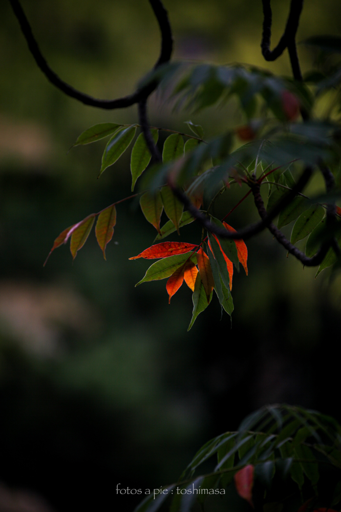 CanonEOS5Dmk2 CanonEF70-300mmF4-5.6L iso100 300mm f5.6 1/200 M