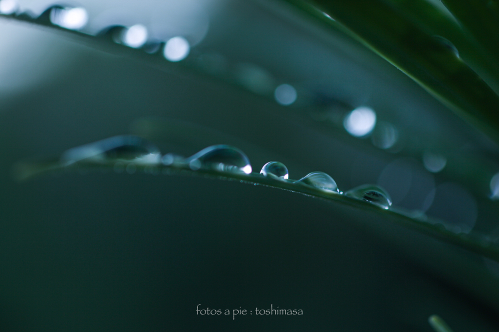 CanonEOS5Dmk2 Sigma50mmF2.8macro iso100 50mm F2.8 1/125 M
