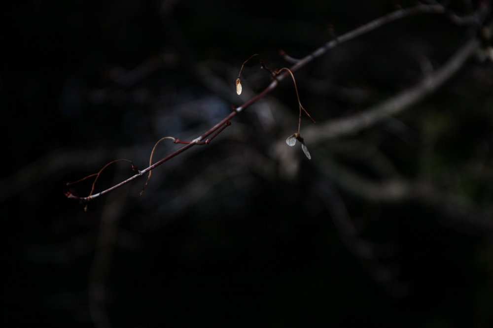 丈山苑 CanonEOS 5Dmk2 CanonEF24-70mmF4L iso100 70mm f4 1/2000 Tv photo : toshimasa