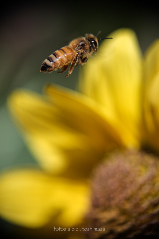 CanonEOS5Dmk2 CanonFD100mmF4macro iso100 100mm f4 1/500 M photo : toshimasa