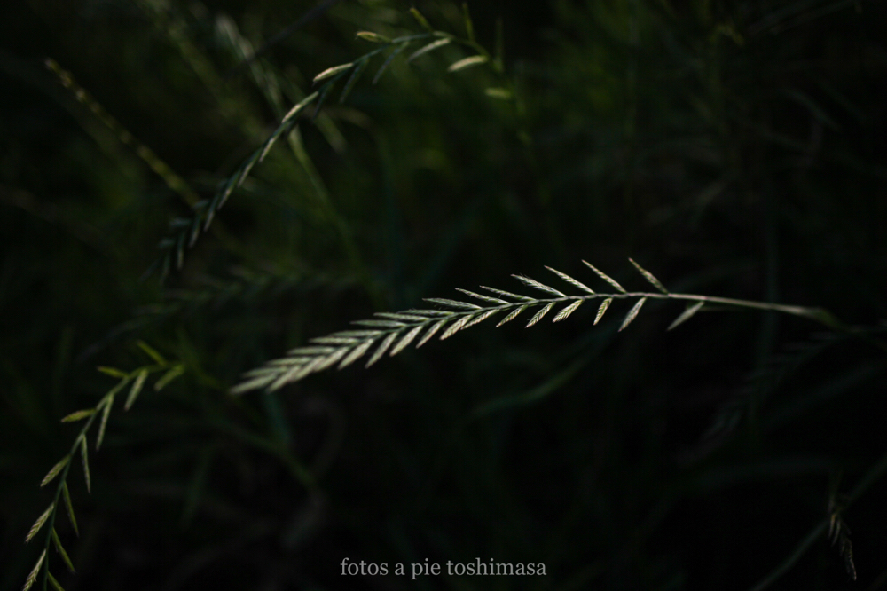 CanonEOS5Dmk2 Sigma50mmF2.8macro EX DG iso100 50mm f2.8 1/3200 M photo : toshimasa