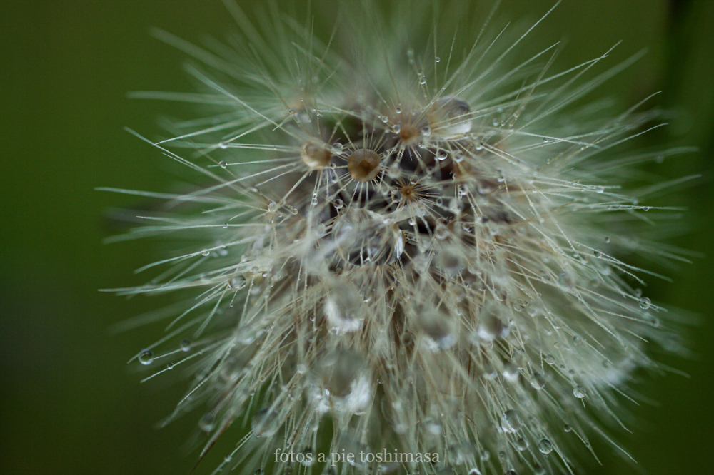 CanonEOS5Dmk2 Sigma50mmF2.8macro iso500 f4 1/250 M photo : toshimasa