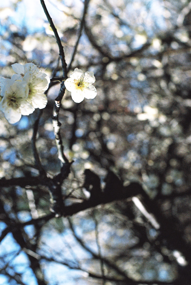 丈山苑 CanonF-1n CanonFD50mmF1.4 Lomography-400 photo : toshimasa