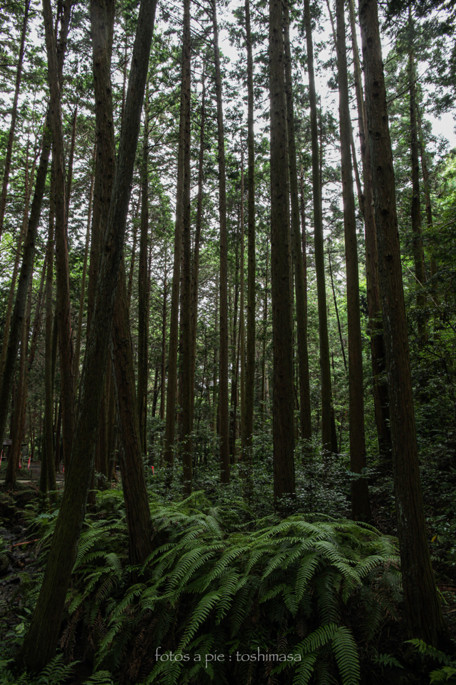 CanonEOS5Dmk2 CanonEF24-70mmF4L iso200 24mm f8 1/13 M photo : toshimasa