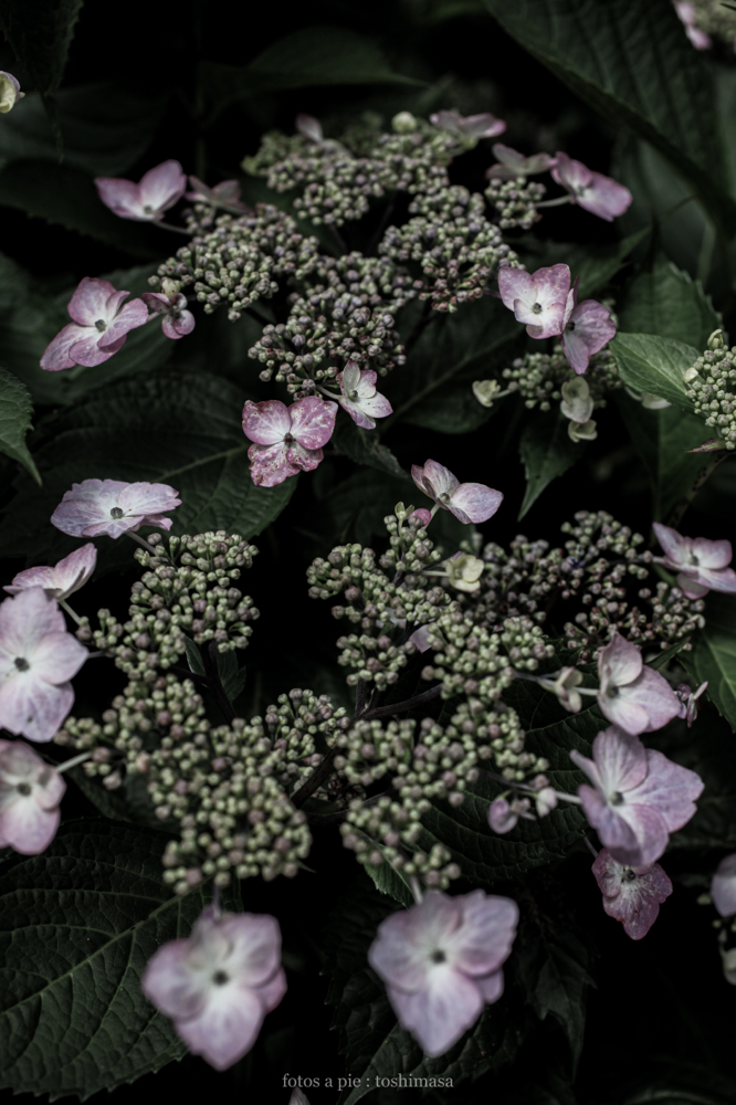 CanonEOS5Dmk2 Sigma50mmF2.8macroEX DG iso200 50mm f5 1/800 M photo : toshimasa