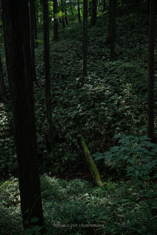CanonEOS5Dmk2 CanonEF24-70mmF4L iso200 29mm f4 1/125 M photo : toshimasa