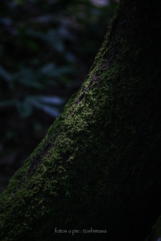 CanonEOS5Dmk2 CanonEF70-300mmF4-5.6L iso100 176mm f5.0 1/200 M photo : toshimasa