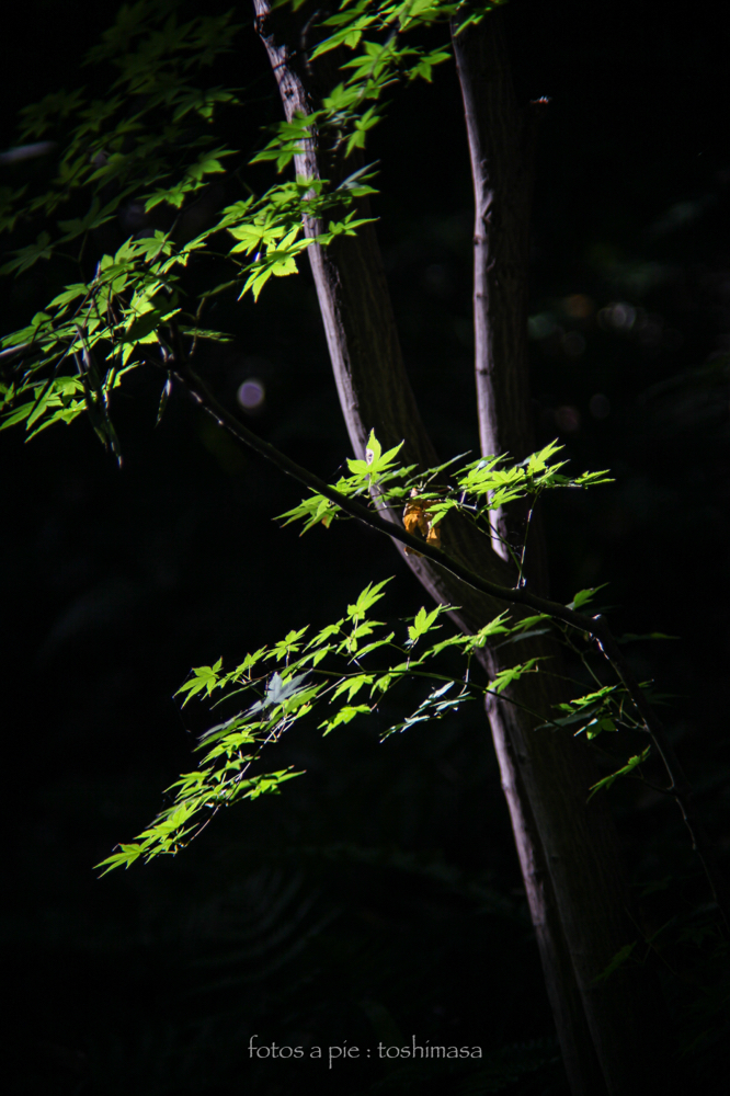 CanonEOS5Dmk2 CanonFD135mmF2.5sc iso100 135mm f2.5 1/200 M