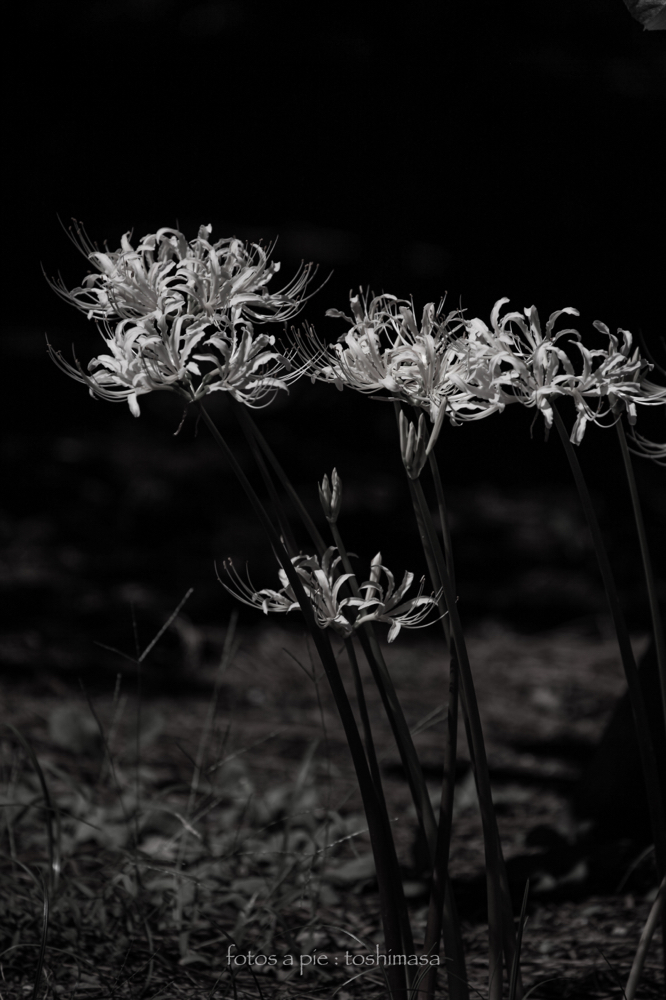 CanonEOS5Dmk2 CanonEF70-300mmF4-5.6L iso100 300mm f5.6 1/3200 M