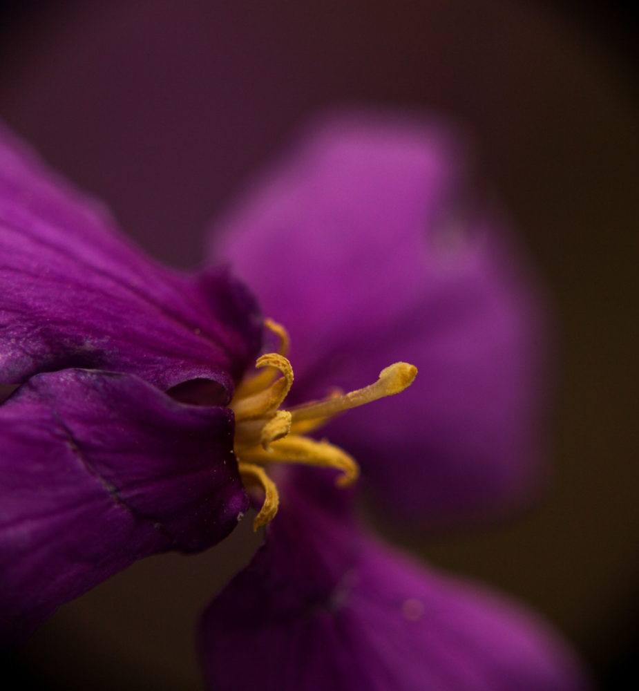CanonEOS5Dmk2 CanonNewFD100mmF4macro+FD50 iso320 100mm f4 1/500 M photo : toshimasa