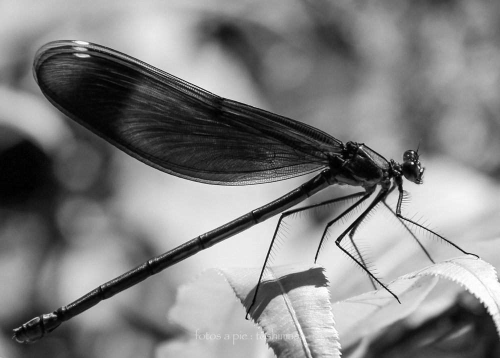CanonEOS5Dmk2 CanonEF70-300MmF4-5.6L iso200 277mm f5.6 1/800 M