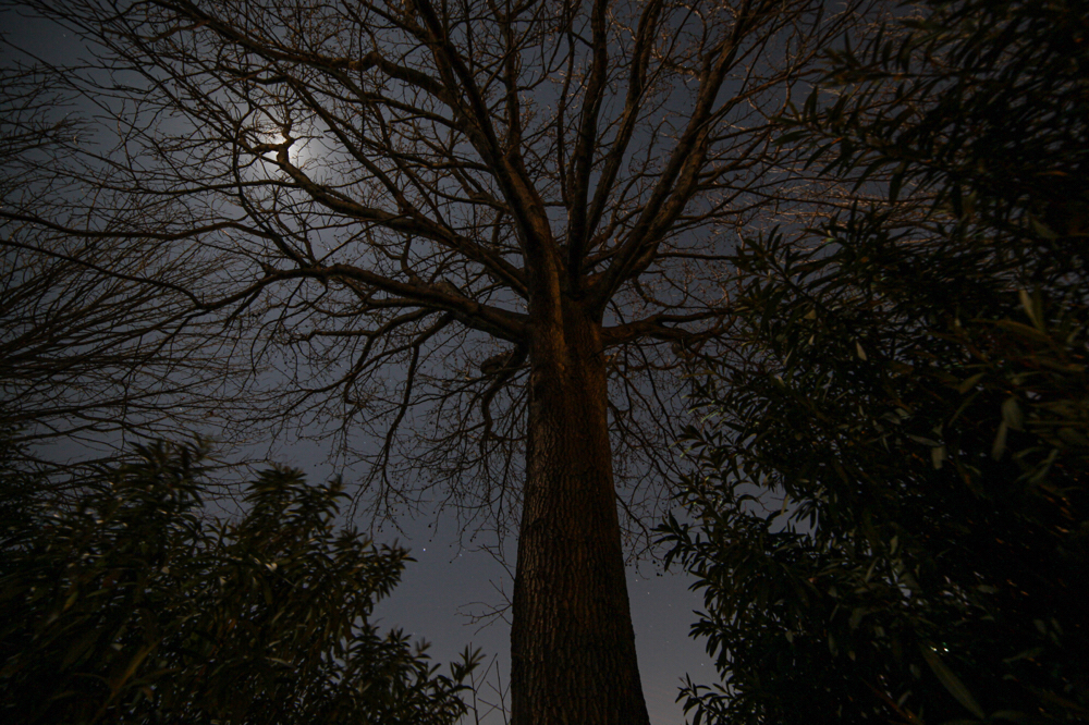 木場 CanonEOS 5Dmk2 Samyang14mmF2.8 iso100 14mm f8 30" M photo : toshimasa