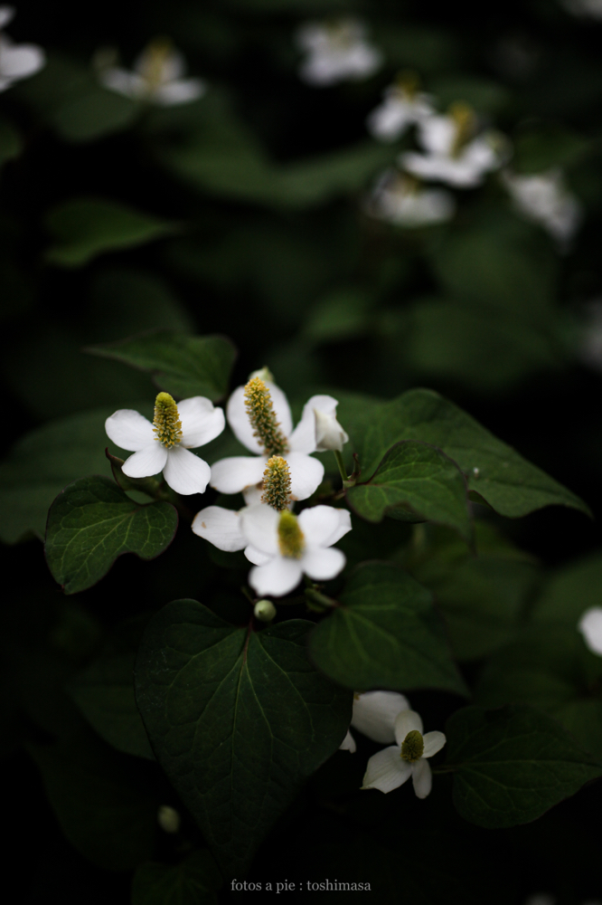CanonEOS5Dmk2 SIGMA50mmF2.8macroEX DG iso500 50mm f2.8 1/500 M photo : toshimasa