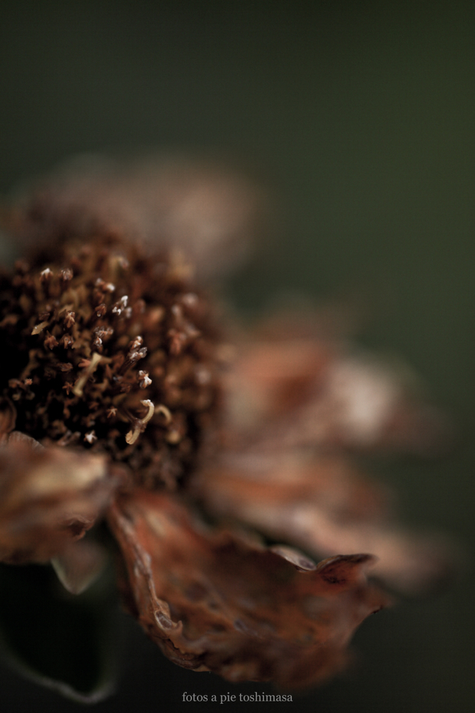 CanonEOS5Dmk2 Sigma50mmF2.8macro EX DG iso200 50mm f2.8 1/500 M photo : toshimasa