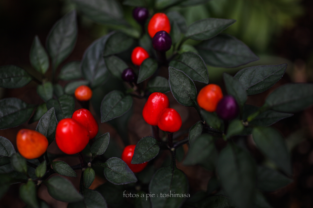 CanonEOS5Dmk2 Sigma50mmF2.8EXmacro iso100 50mm f2.8 1/400 M photo : toshimasa