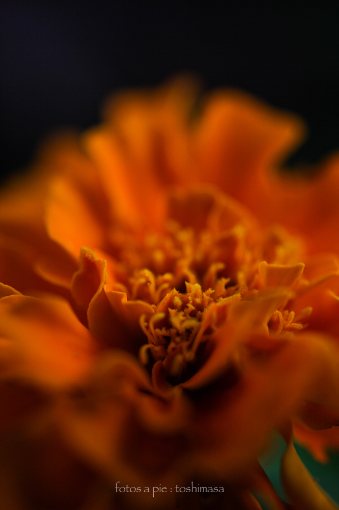CanonEOS5Dmk2 SIGMA50mmF2.8EXmacro iso250 50mm f2.8 1/160 M photo : toshimasa