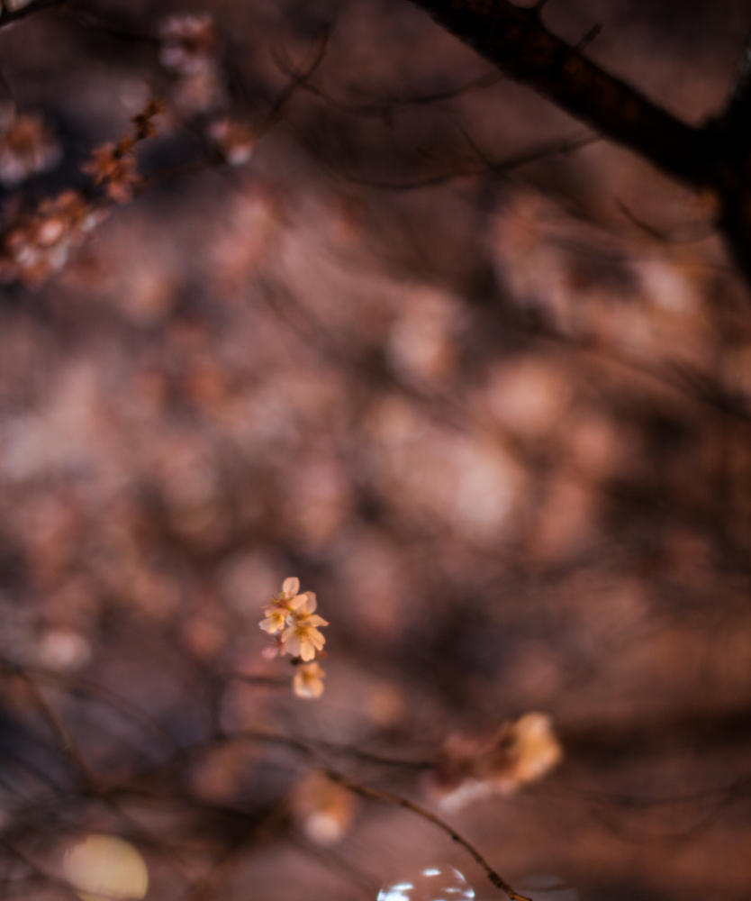 CanonEOS 5Dmk2 SIGMA50mmF1.4EX DG iso100 50mm f1.4 1" M photo : toshimasa