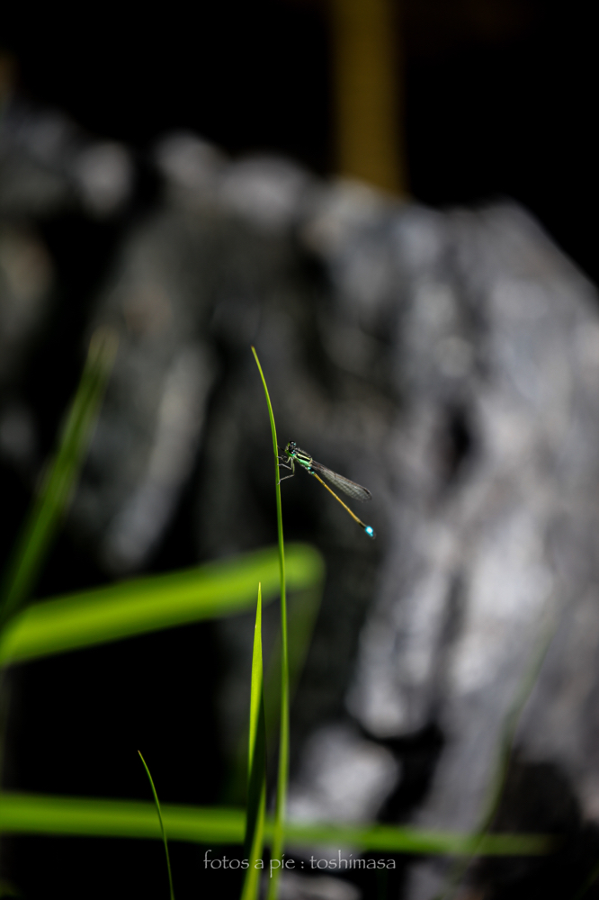 CanonEOS5Dmk2 CanonEF70-300mmF4-5.6L iso100 300mm f5.6 1/250 M