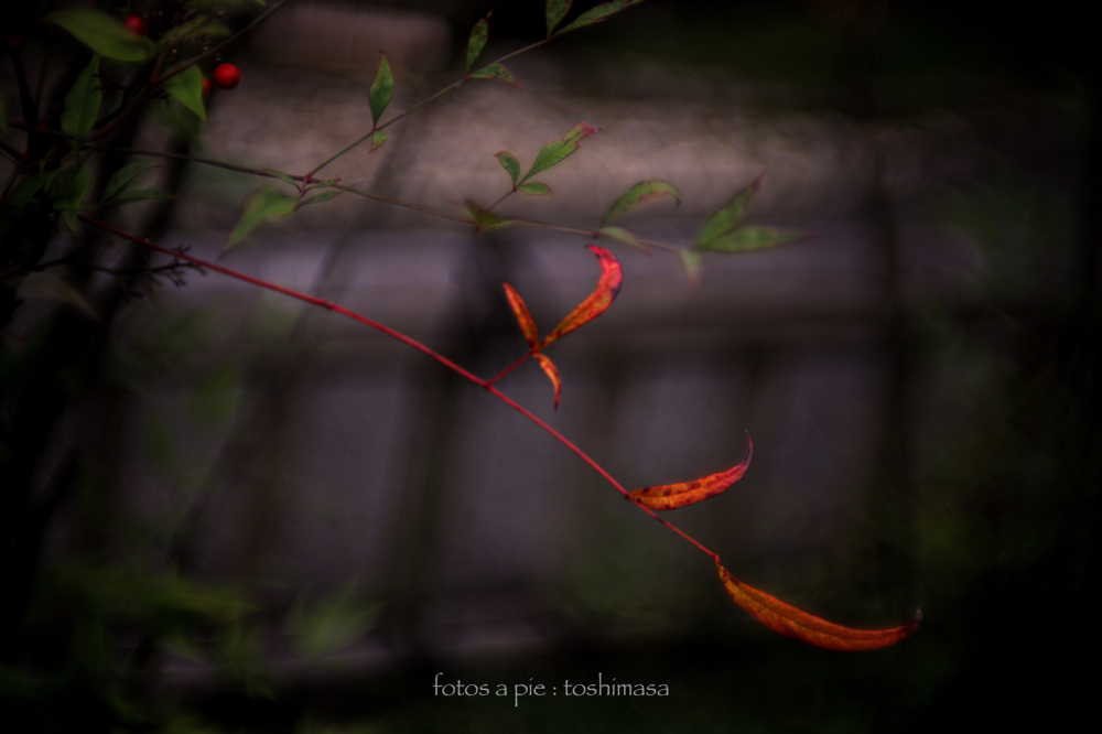CanonEOS5Dmk2 CanonFD50mmF1.4 iso100 50mm f1.4 1/1000 M