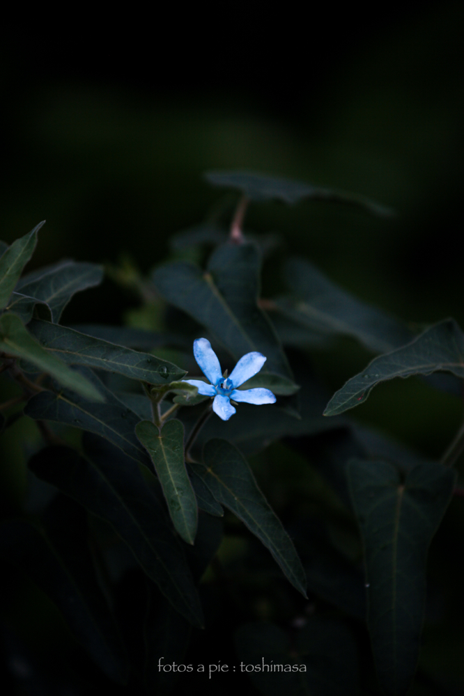 CanonEOS5Dmk2 CanonEF70-300mmF4-5.6L iso100 300mm f5.6 1/640 M