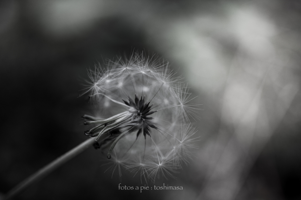 CanonEOS5Dmk2 Sigma50mmF2.8macro iso400 50mm F2.8 1/400 M
