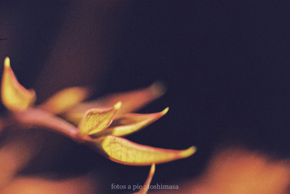 CanonF-1 CanonFD100mmF4macro+FD50 lomography-100 photo : toshimasa