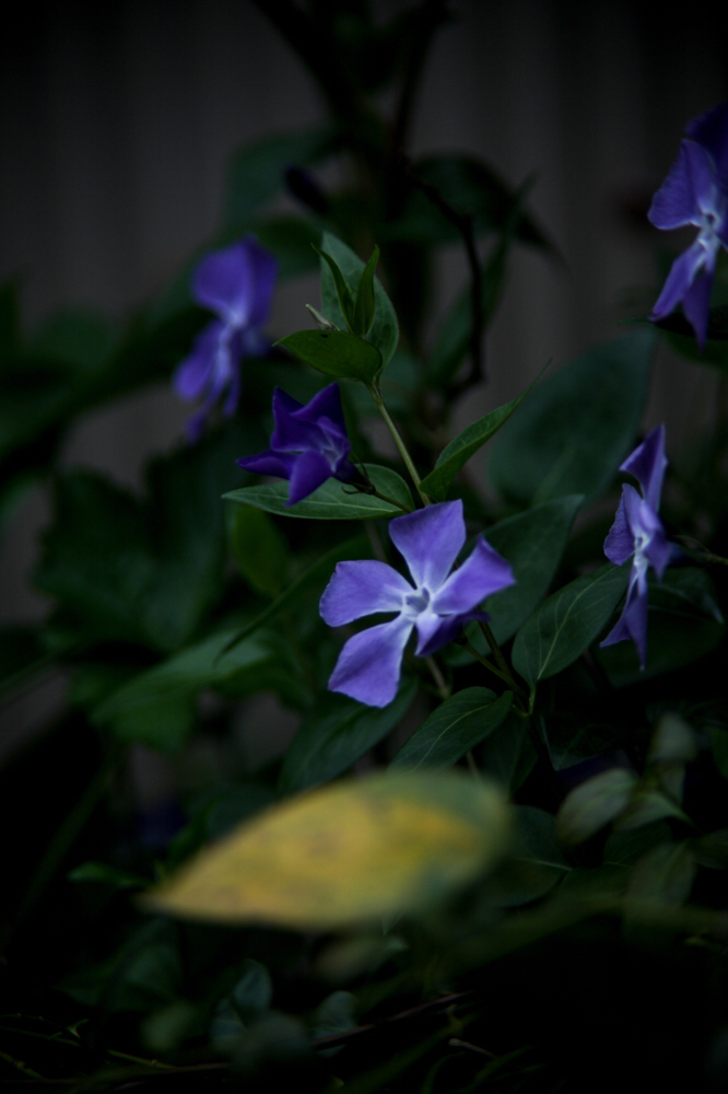 CanonEOS5Dmk2 CanonFD135mmF2.5sc iso100 135mm f2.5 1/800 M photo : toshimasa