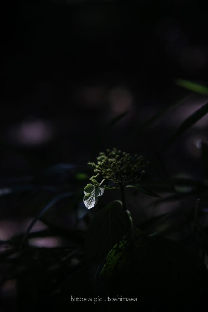 CanonEOS5Dmk2 CanonFD135mmF2.5sc iso100 135mm f4 1/500 M photo : toshimasa
