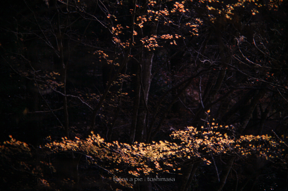 CanonEOS5Dmk2 CanonFD135mmF2.5sc iso100 f2.5 135mm 1/1000 M