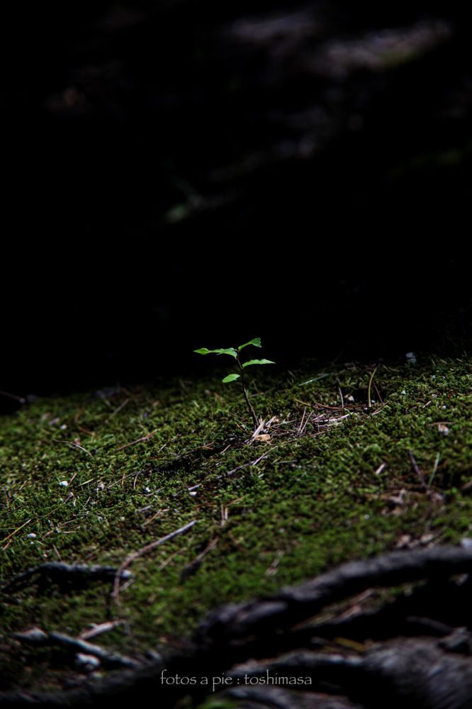 CanonEOS5Dmk2 CanonFD135mmF2.5sc iso100 135mm f4 1/640 M photo : toshimasa