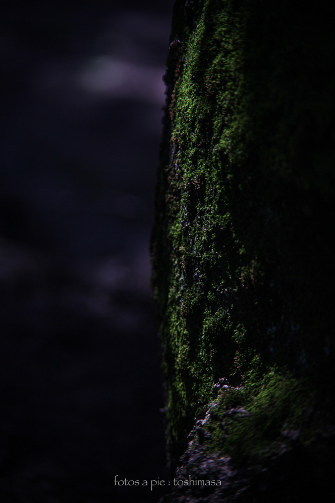 CanonEOS5Dmk2 CanonFD135mmF2.5sc iso100 135mm f4 1/500 M photo : toshimasa