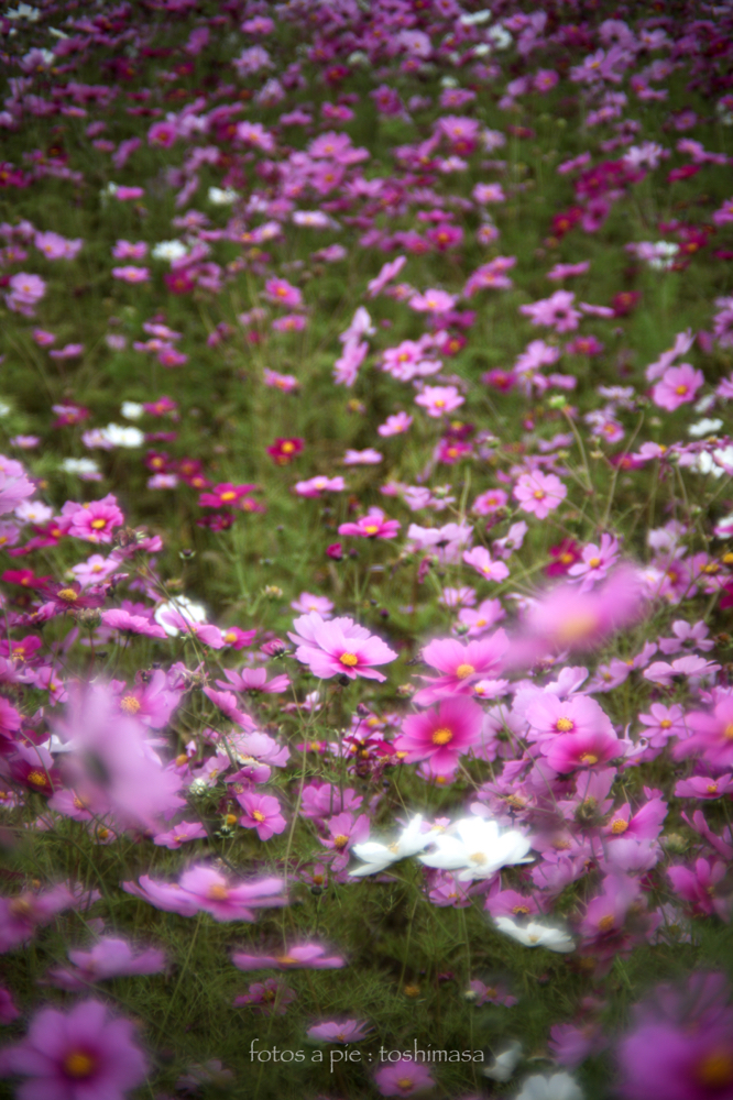CanonEOS5Dmk2 CanonFD50mmF1.4 iso100 50mm f1.4 1/1250 M