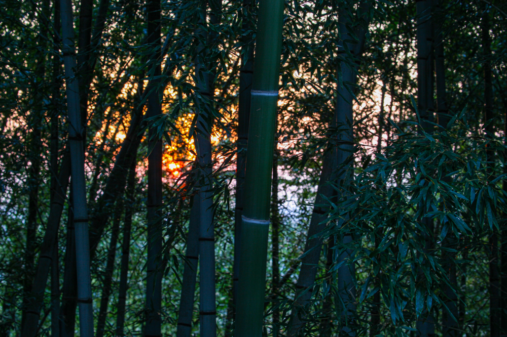 CanonEOS 5Dmk2 CanonEF70-300L iso100 88mm f10 0.6" M photo : toshimasa
