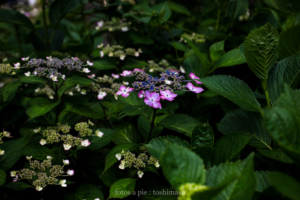 CanonEOS5Dmk2 Sigma50mmF2.8macroEX DG iso200 50mm f5 1/800 M photo : toshimasa