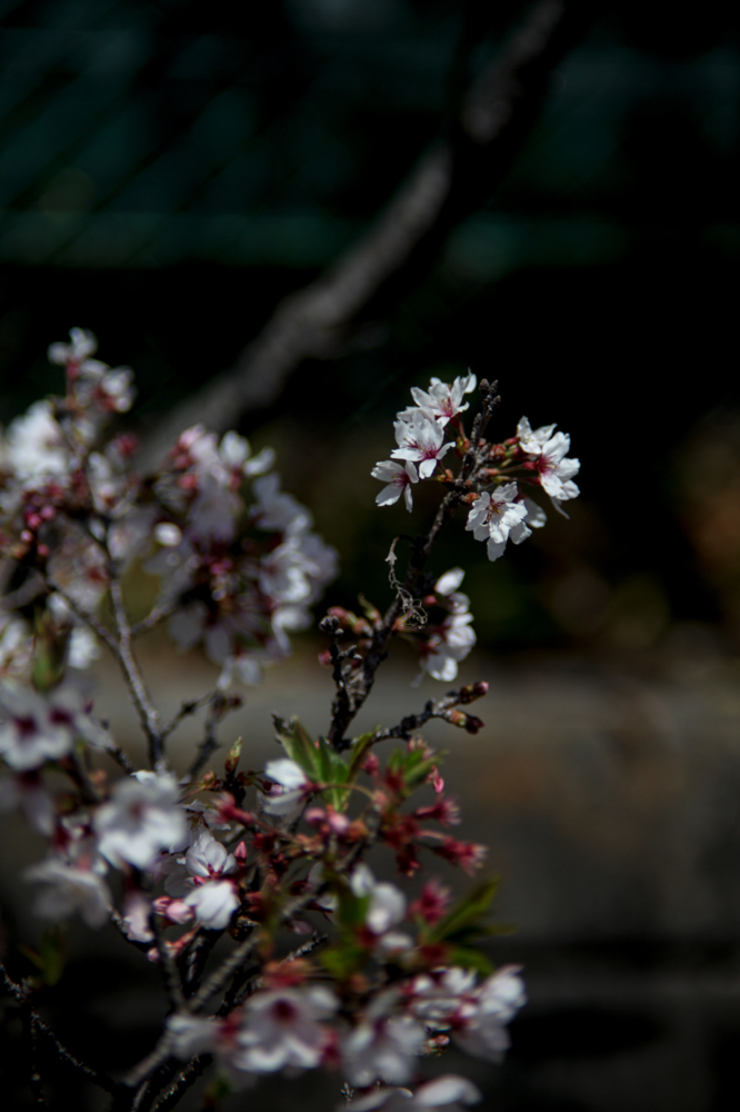 CanonEOS5Dmk2 CanonFD100mmF2.8 iso100 100mm f2.8 1/4000 M photo : toshimasa