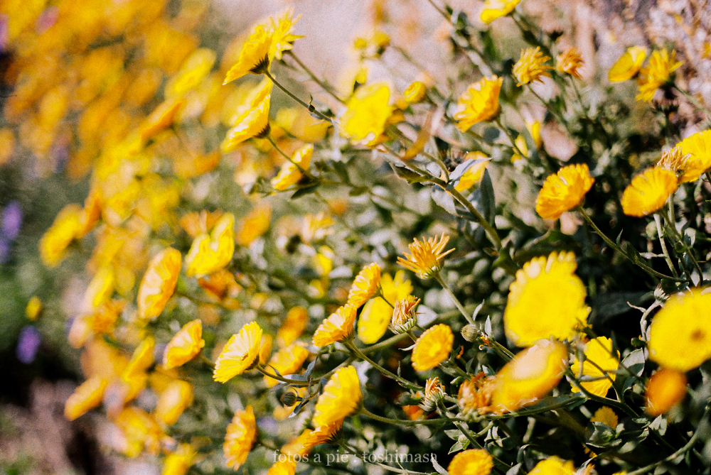 CanonF-1 CanonFD100mmF4macro+FD50 lomography-100 photo : toshimasa