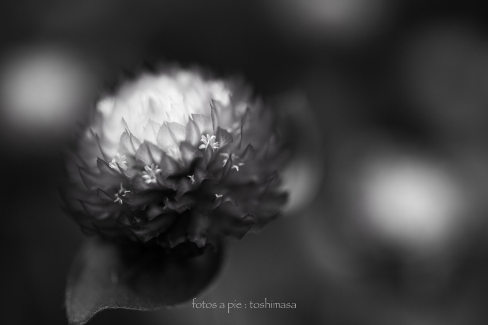 CanonEOS5Dmk2 Sigma50mmF2.8macro iso100 50mm f3.2 1/200 M