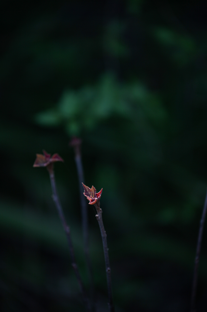 CanonEOS5Dmk2 CanonEF70-300mmF4-5.6L iso160 269mm f5.6 1/160 photo : toshimasa