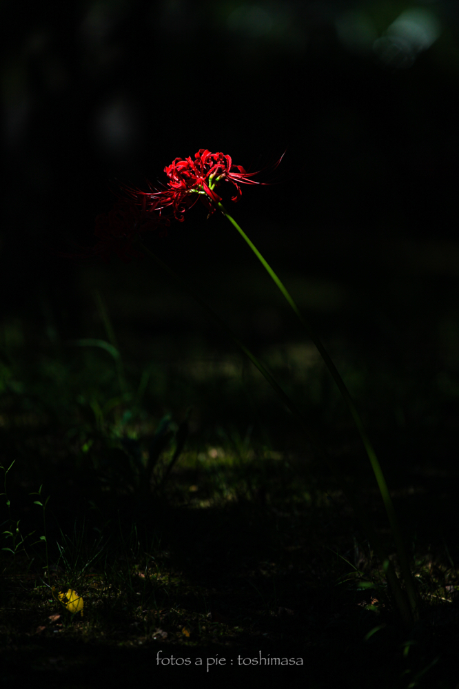 CanonEOS5Dmk2 CanonEF70-300mmF4-5.6L iso100 300mm f5.6 1/2000 M