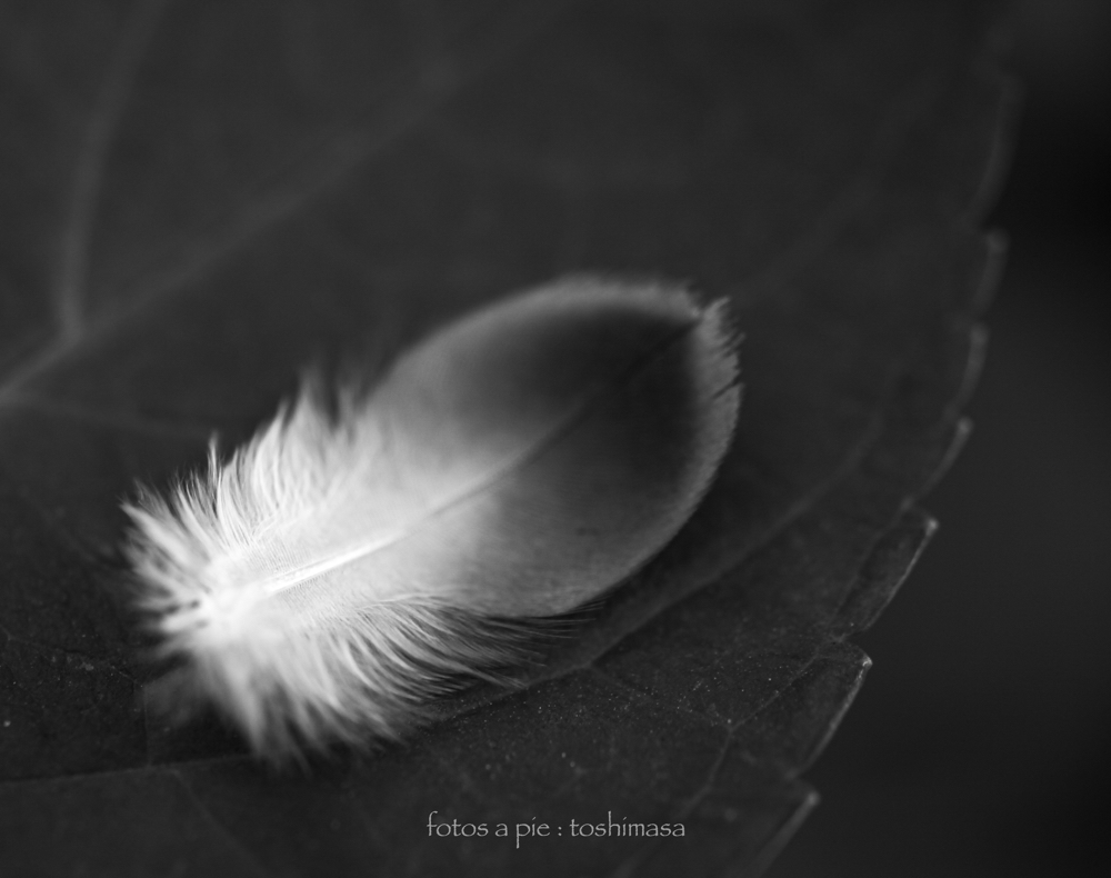 CanonEOS5Dmk2 Sigma50mmF2.8macro iso100 50mm f3.2 1/125 M