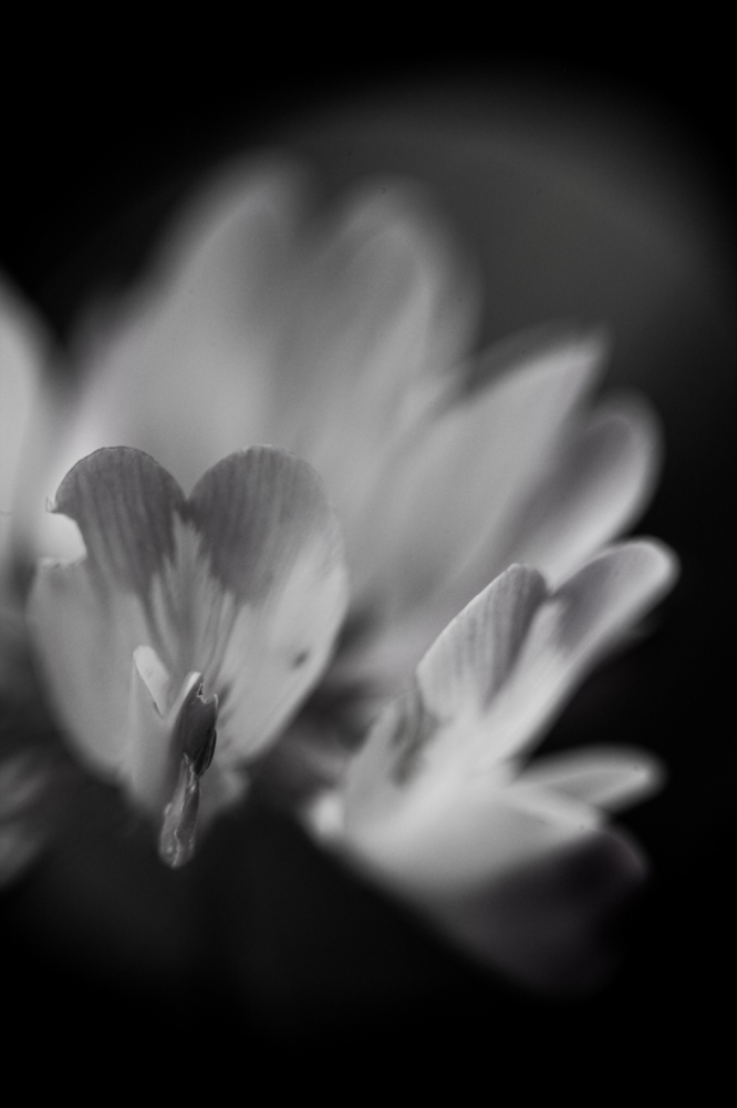 CanonEOS5Dmk2 CanonNewFD100mmF4macro+FD50 iso320 100mm f4 1/500 M photo : toshimasa