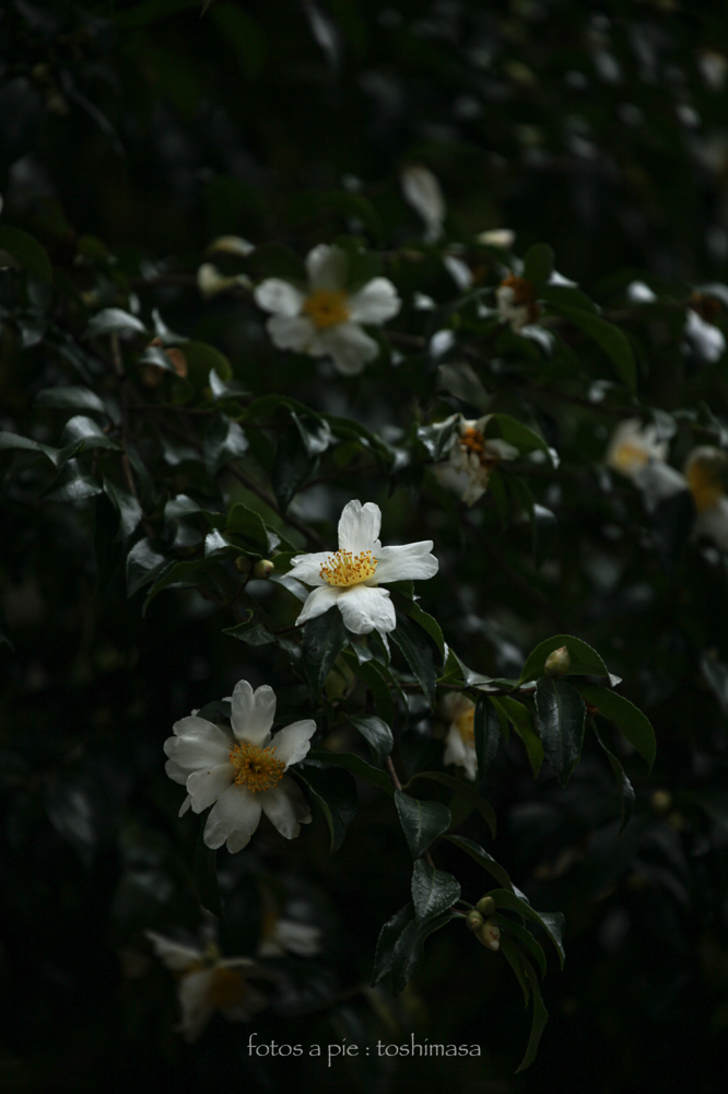 CanonEOS5Dmk2 CanonEF70-300mmF4-5.6L iso100 300mm f5.6 1/125 M