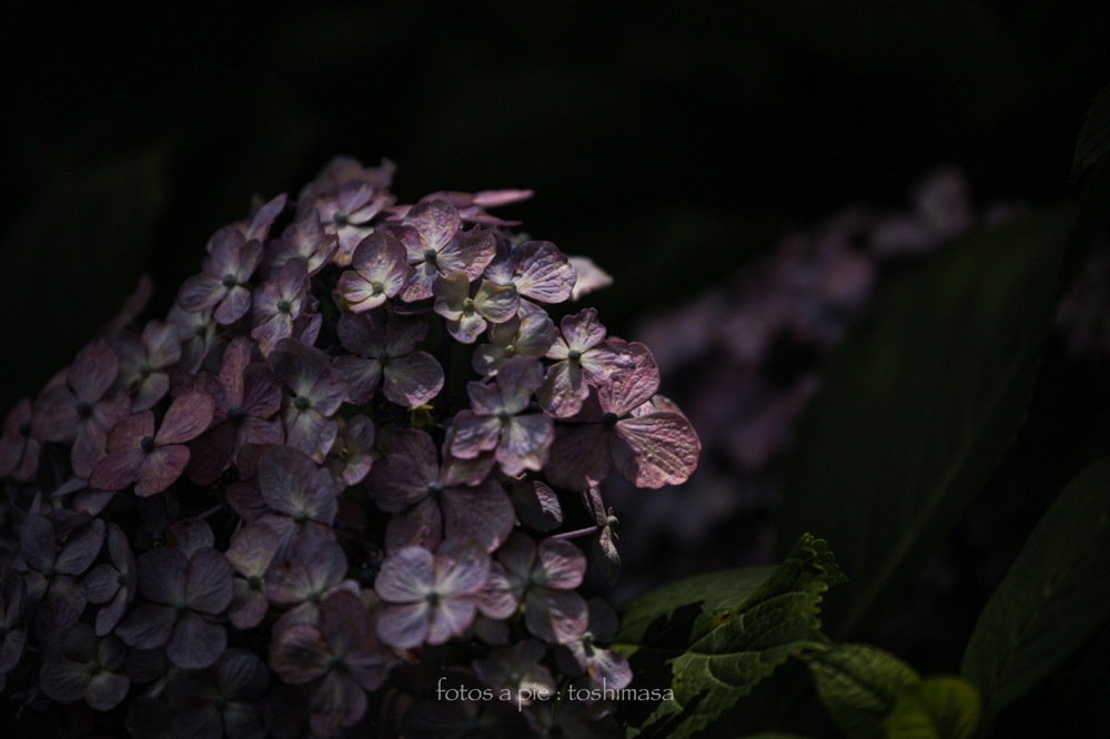 CanonEOS5Dmk2 CanonEF70-300mmF4-5.6L iso100 277mm f5.6 1/1250 M photo : toshimasa