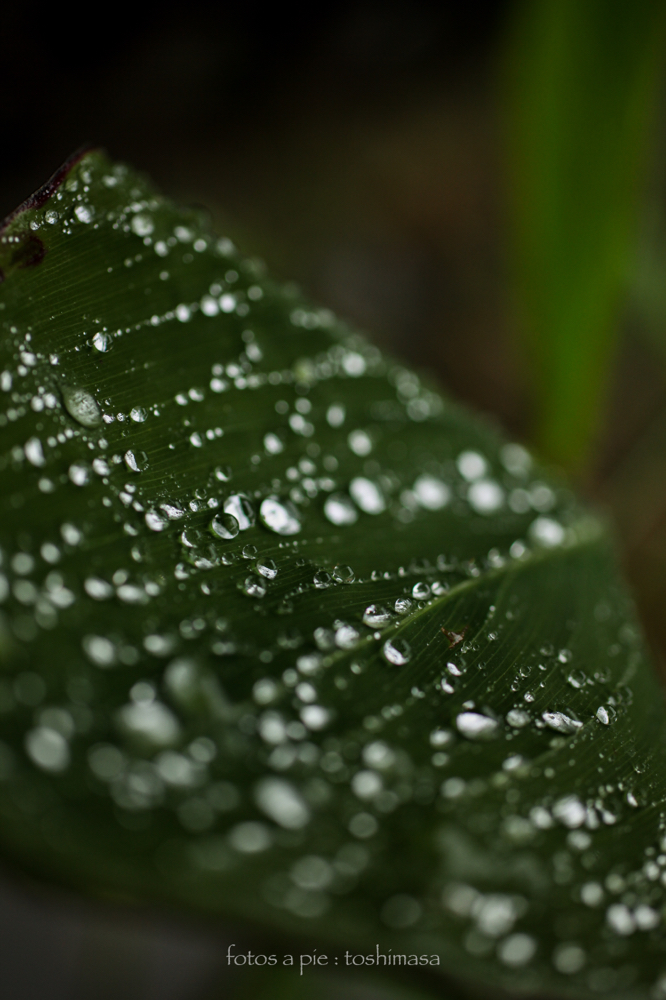 CanonEOS5Dmk2 SIGMA50mmF2.8macro iso400 50mm f2.8 1/250 M photo : toshimasa