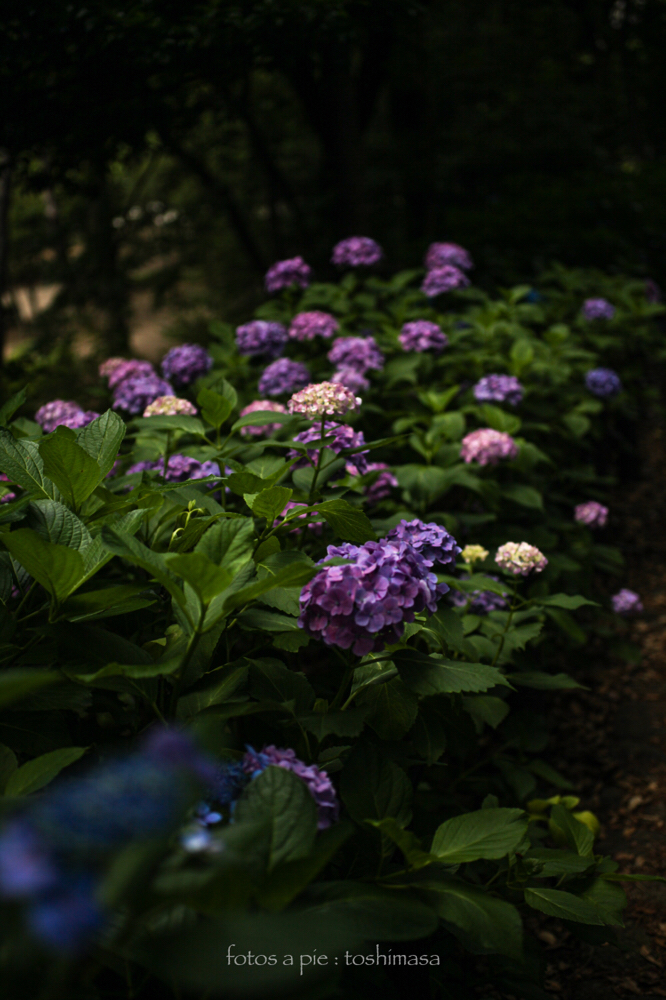 CanonEOS5Dmk2 Sigma50mmF2.8macro iso100 50mm f2.8 1/1600 M photo : toshimasa