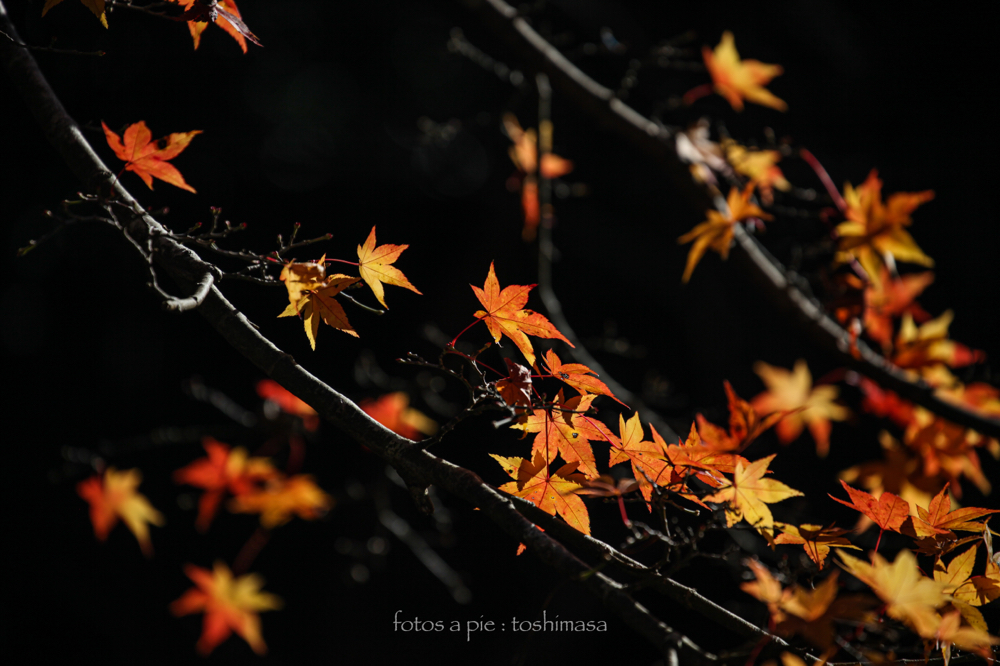CanonEOS5Dmk2 CanonEF70-300mmF4-5.6L iso100 260mm f5.6 1/1000 M