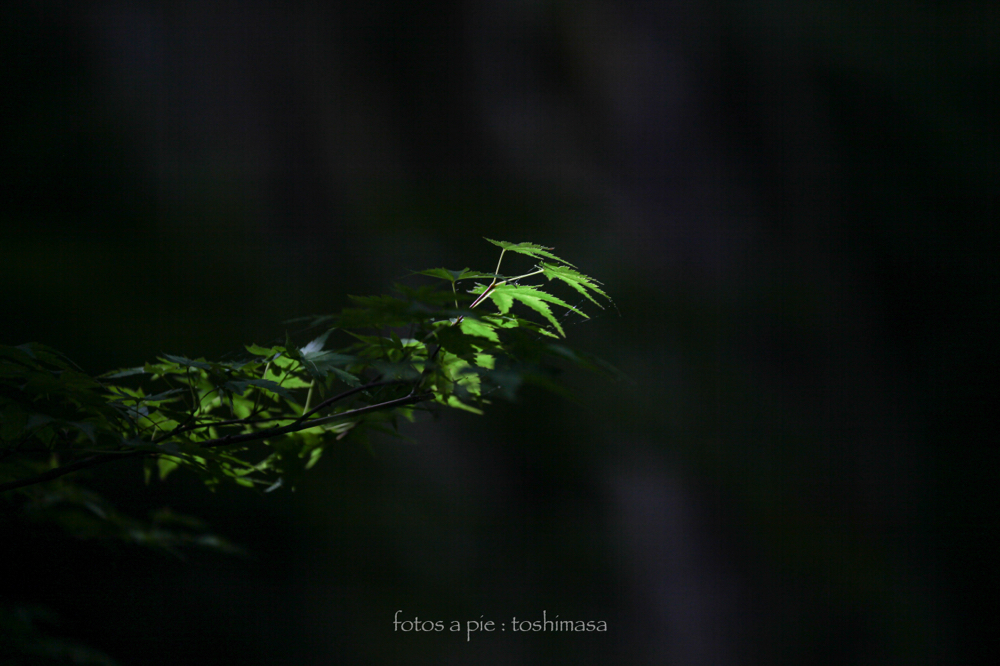 CanonEOS5Dmk2 CanonEF70-300mmF4-5.6L iso100 188mm f5.0 1/640 M photo : toshimasa